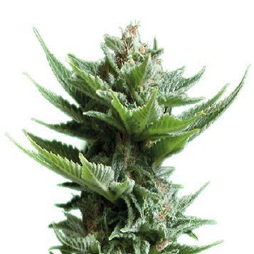 Botanicals B-1448