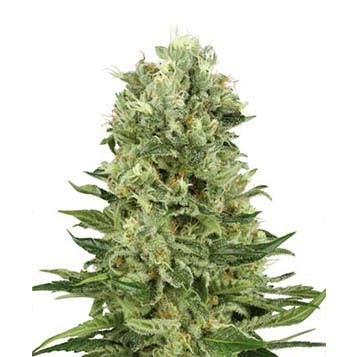 Botanicals B-1559