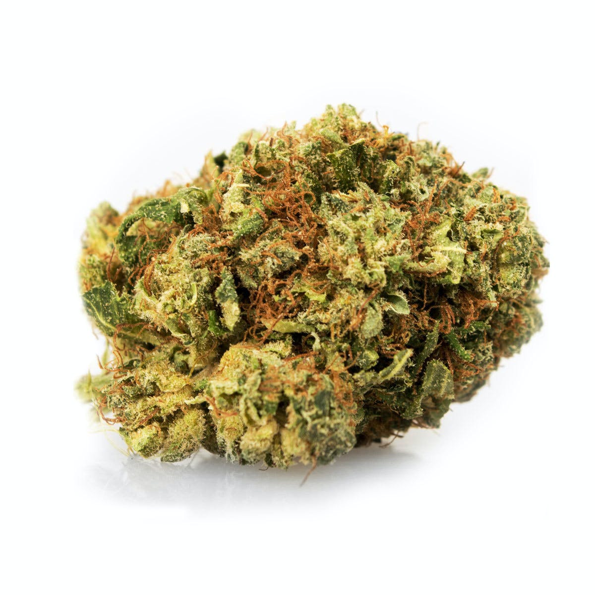 Orange Bud