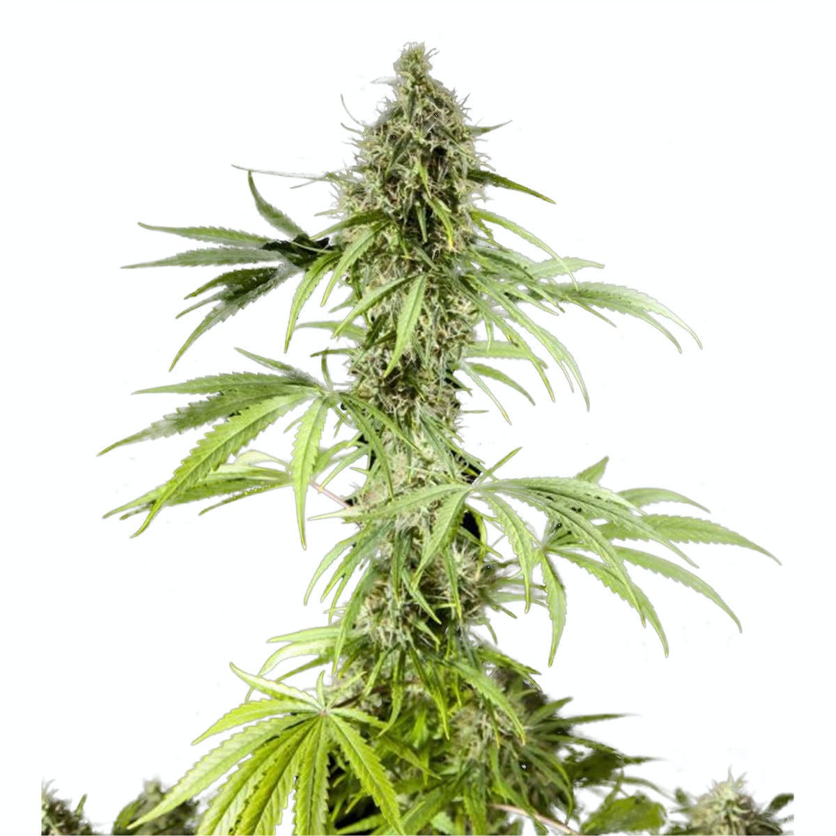 MANDARINA HAZE