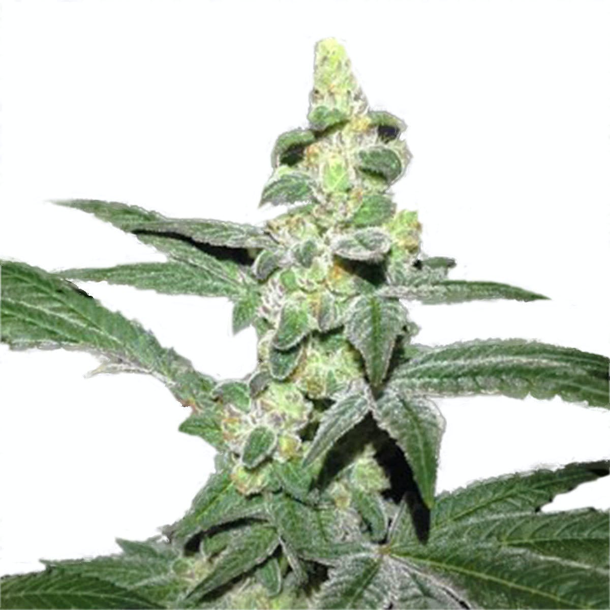 CANDY COOKIES