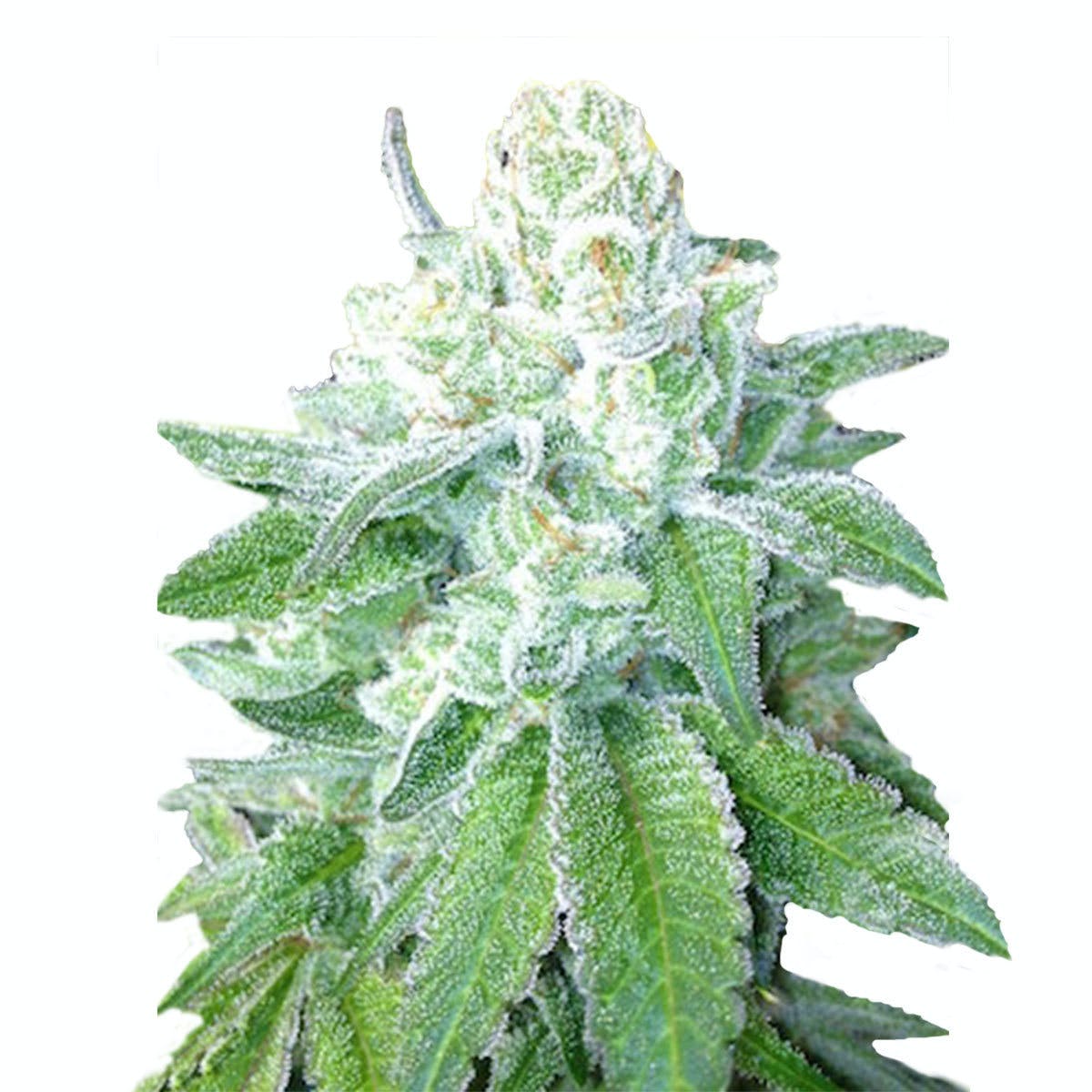 GORILLA COOKIES