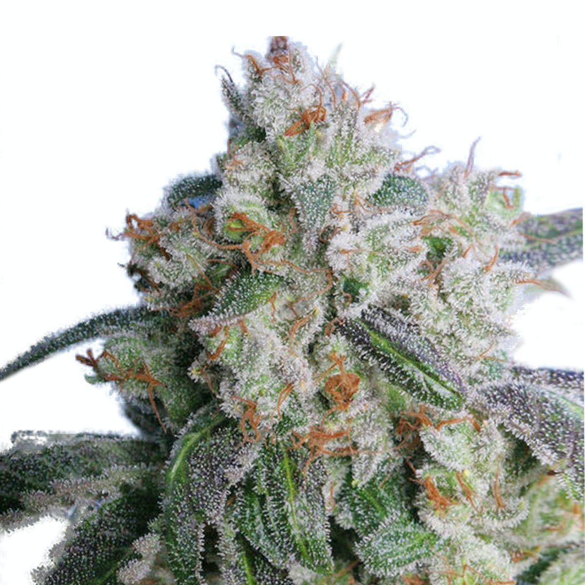Burmese Kush