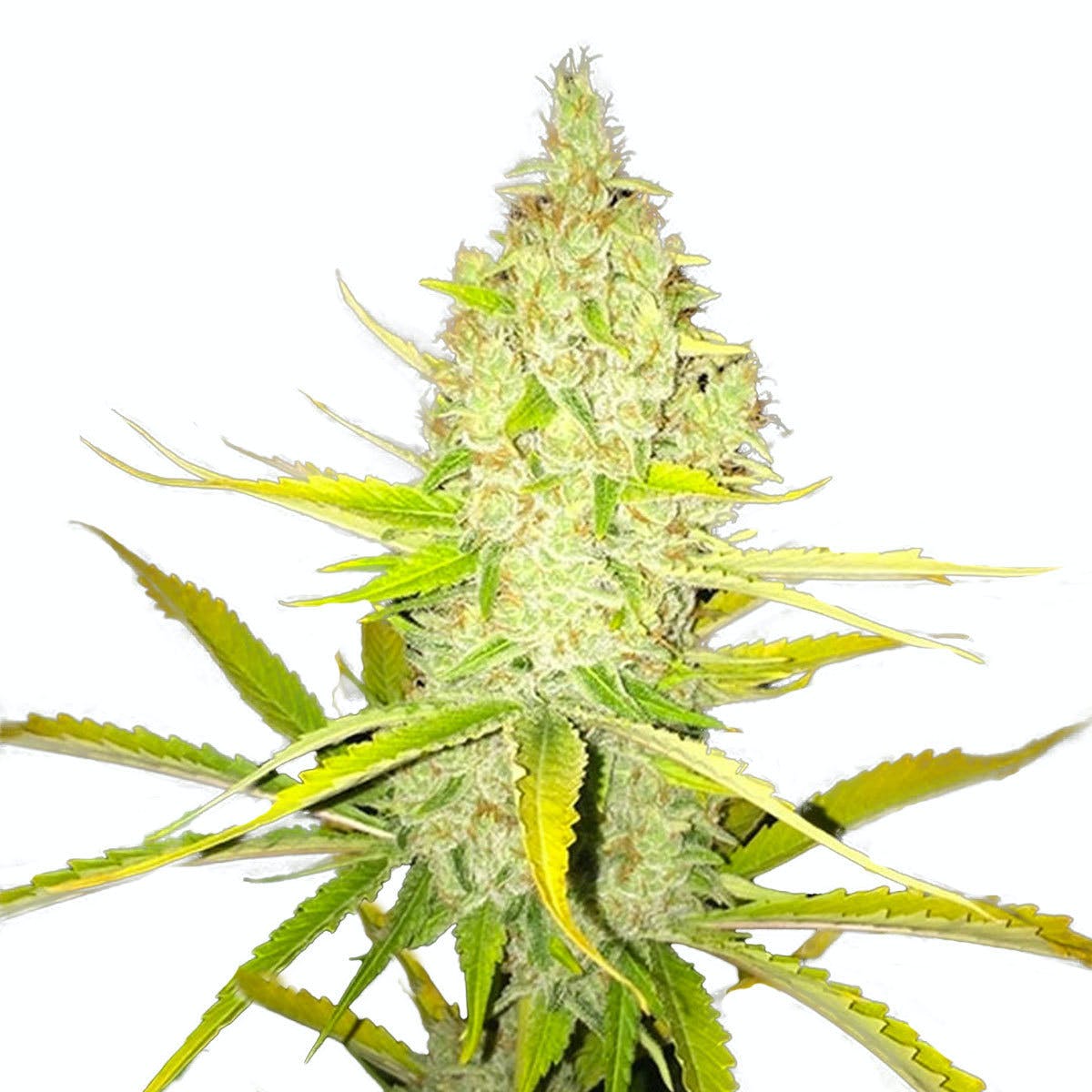 Chicle AKA Bubbledawg