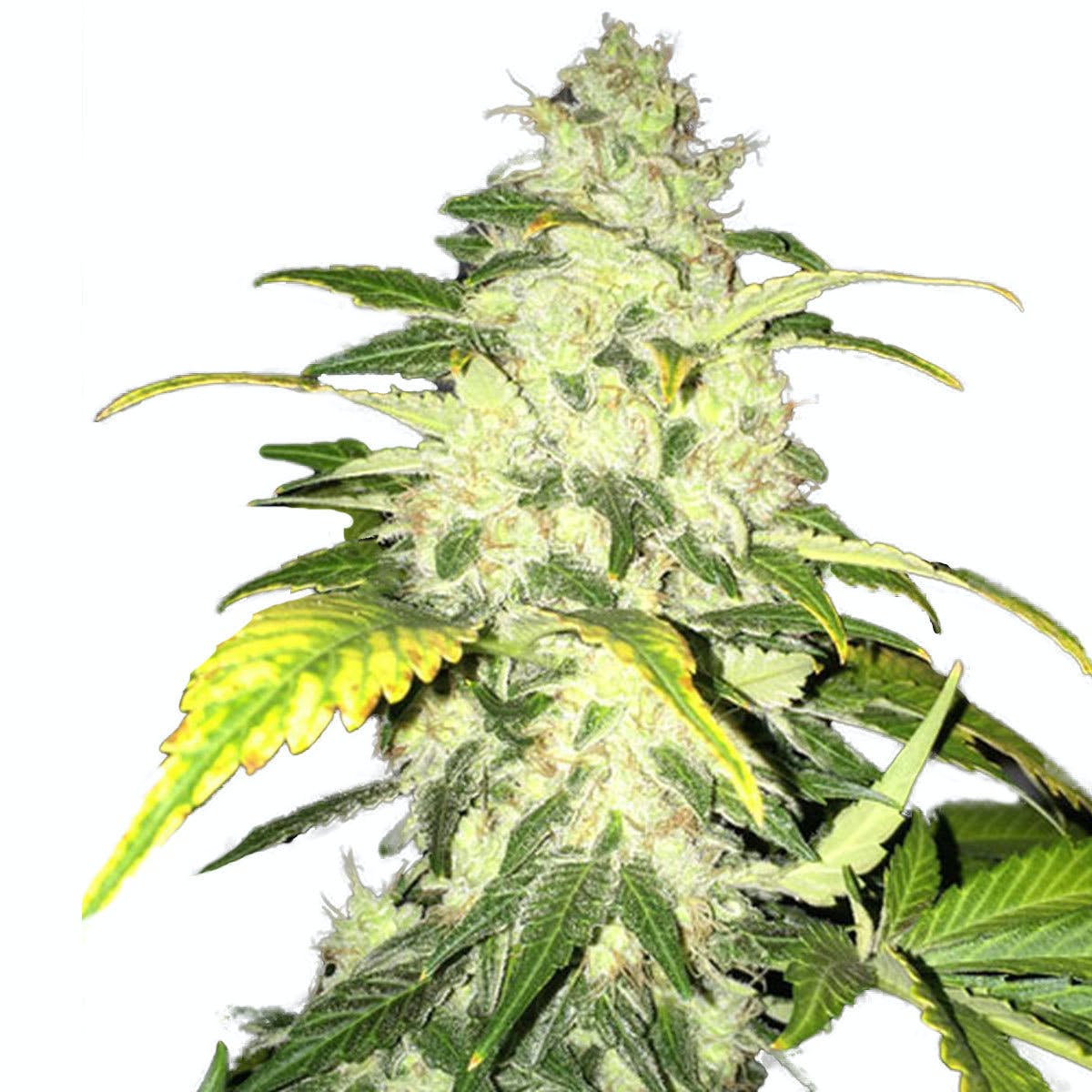 Chocolate Chunk