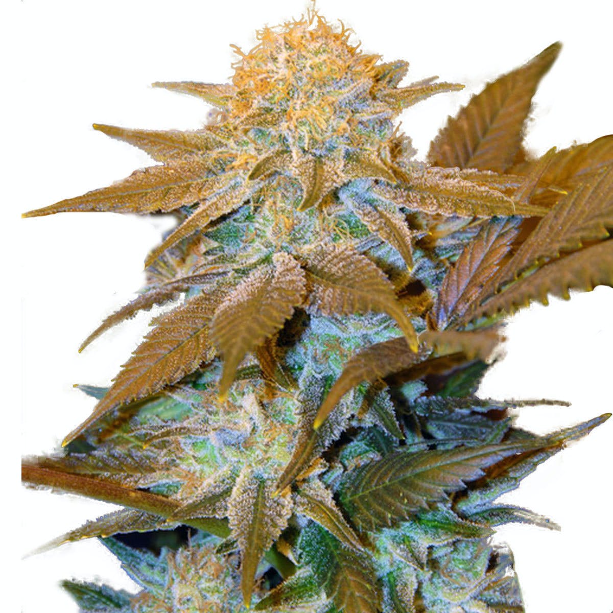 Critical Hog
