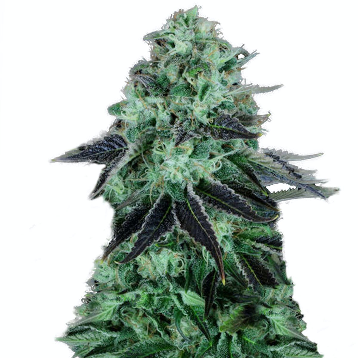 Darkstar Kush