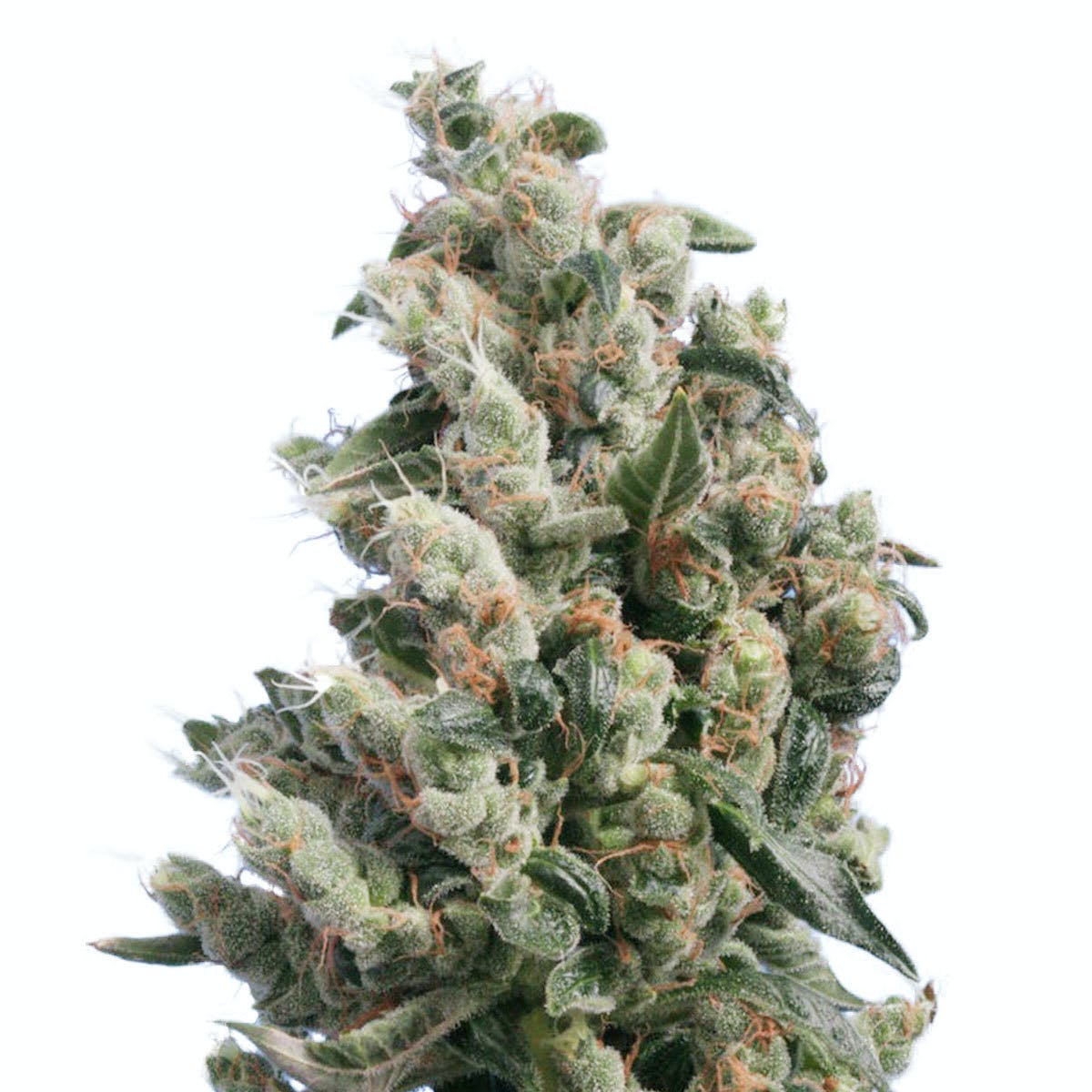 Kushage