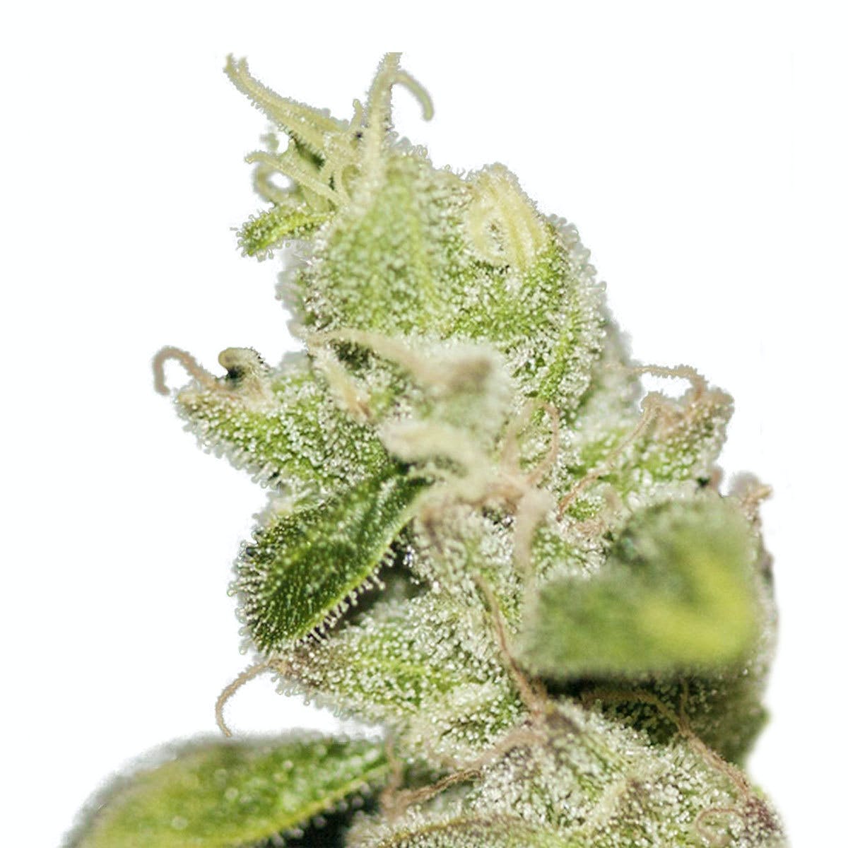 Ultra Sour Kush