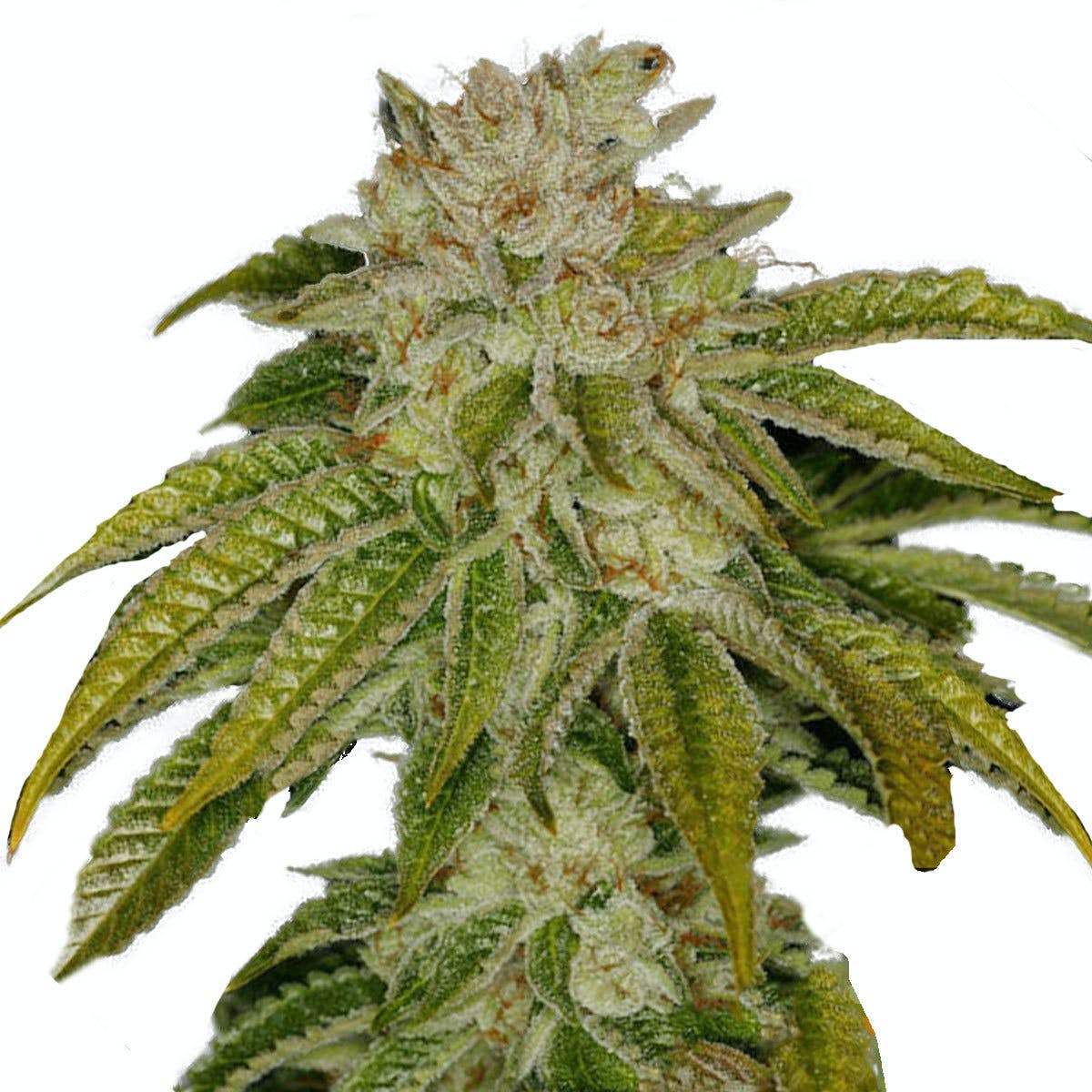 MK-Ultra Kush