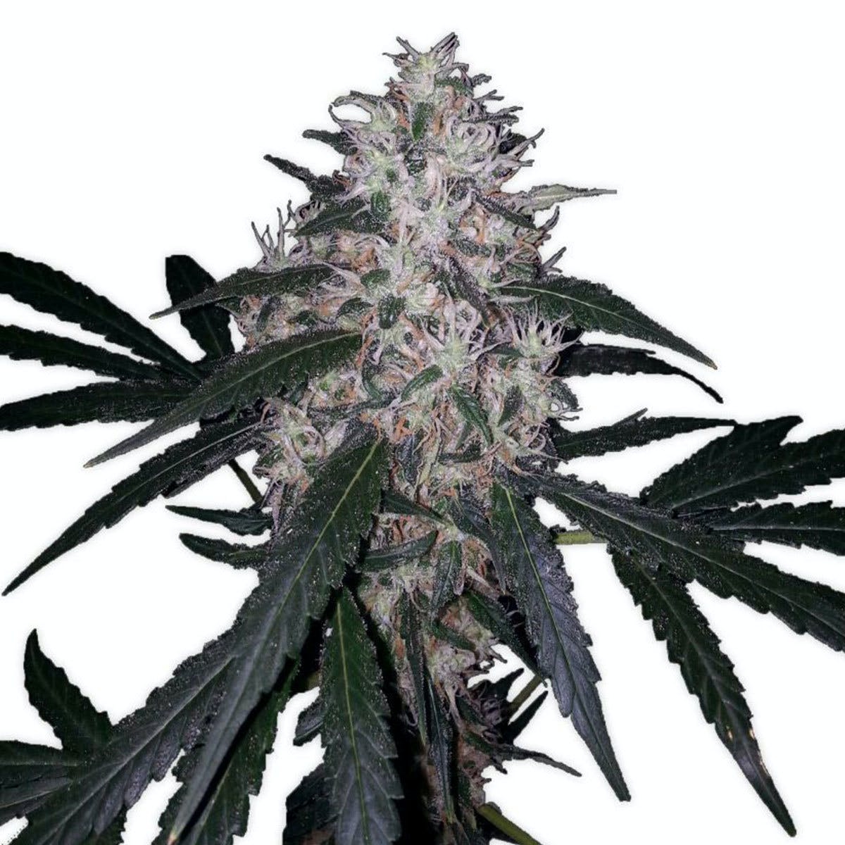 Amnesia
