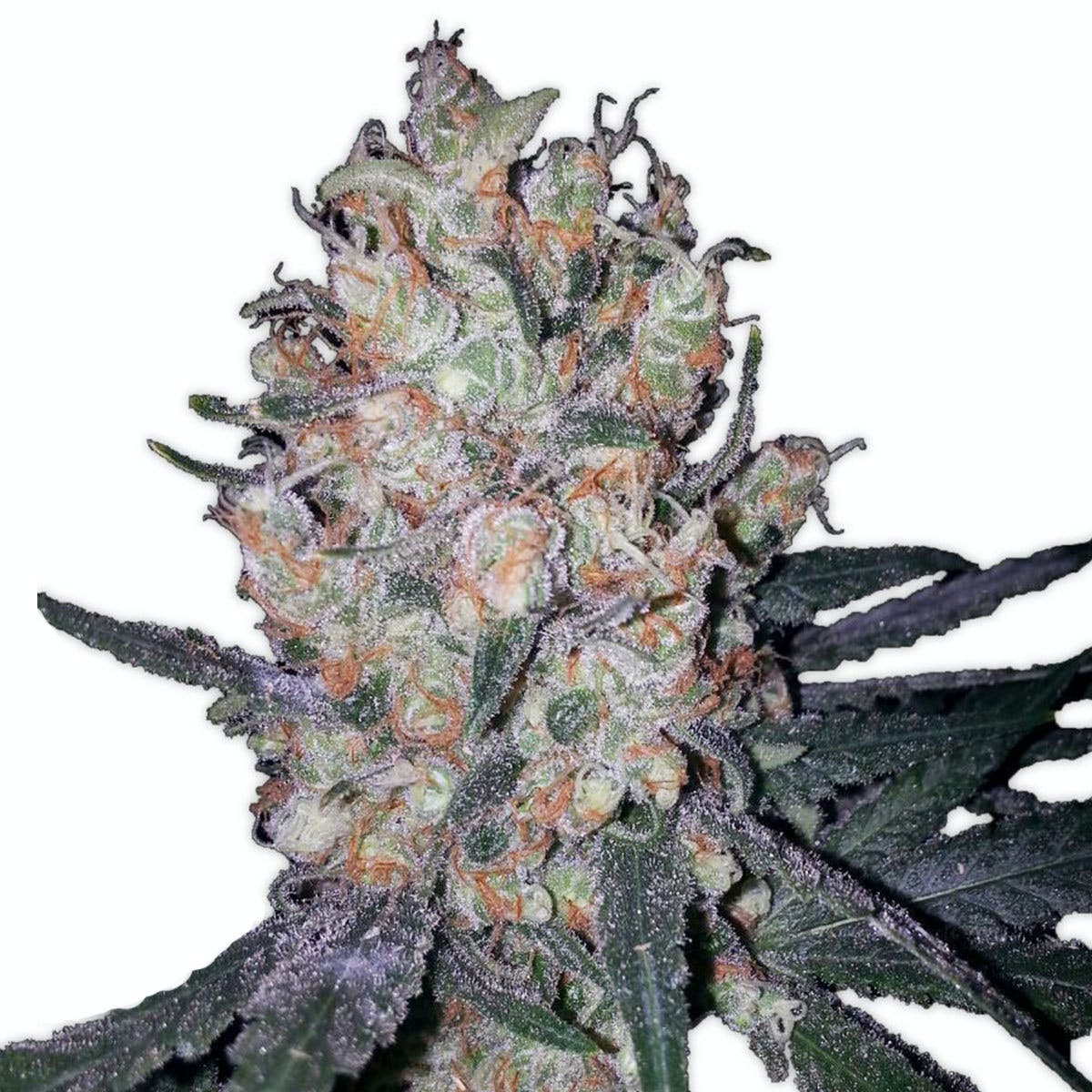 Crytical