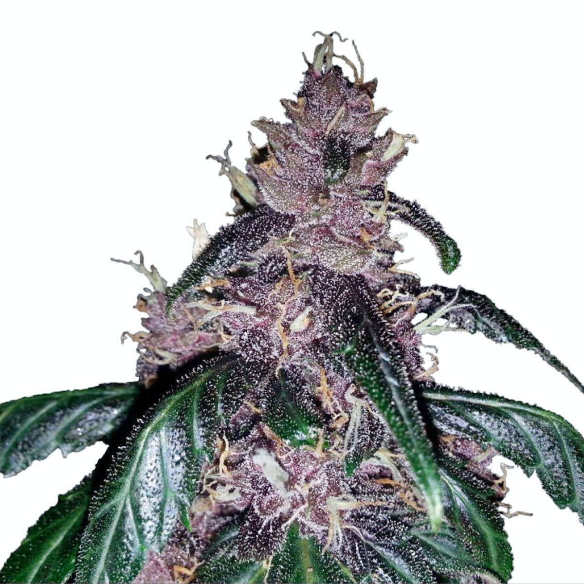 Auto La morada