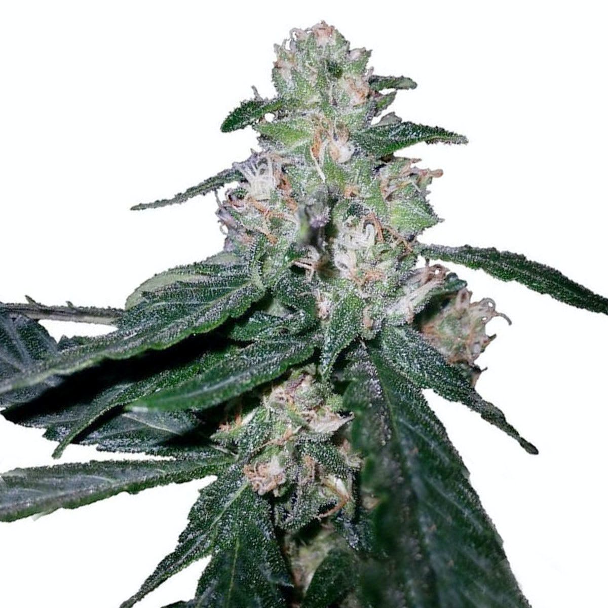 Og Kush