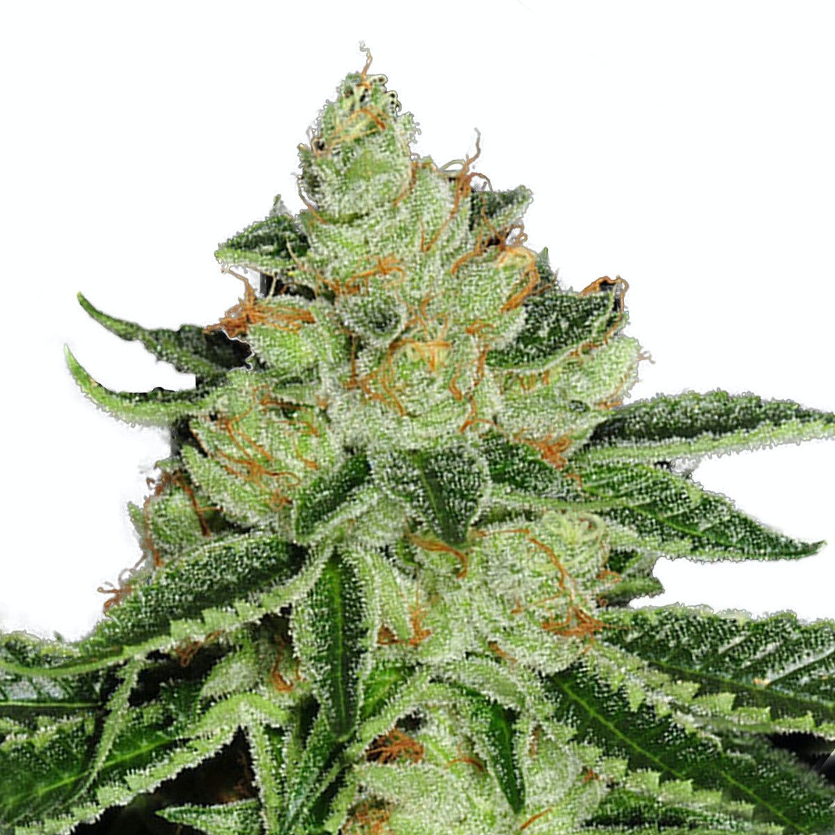 Cold Creek Kush