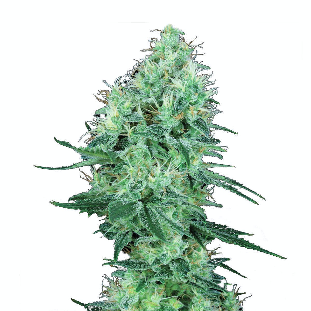 Electric Lemon G