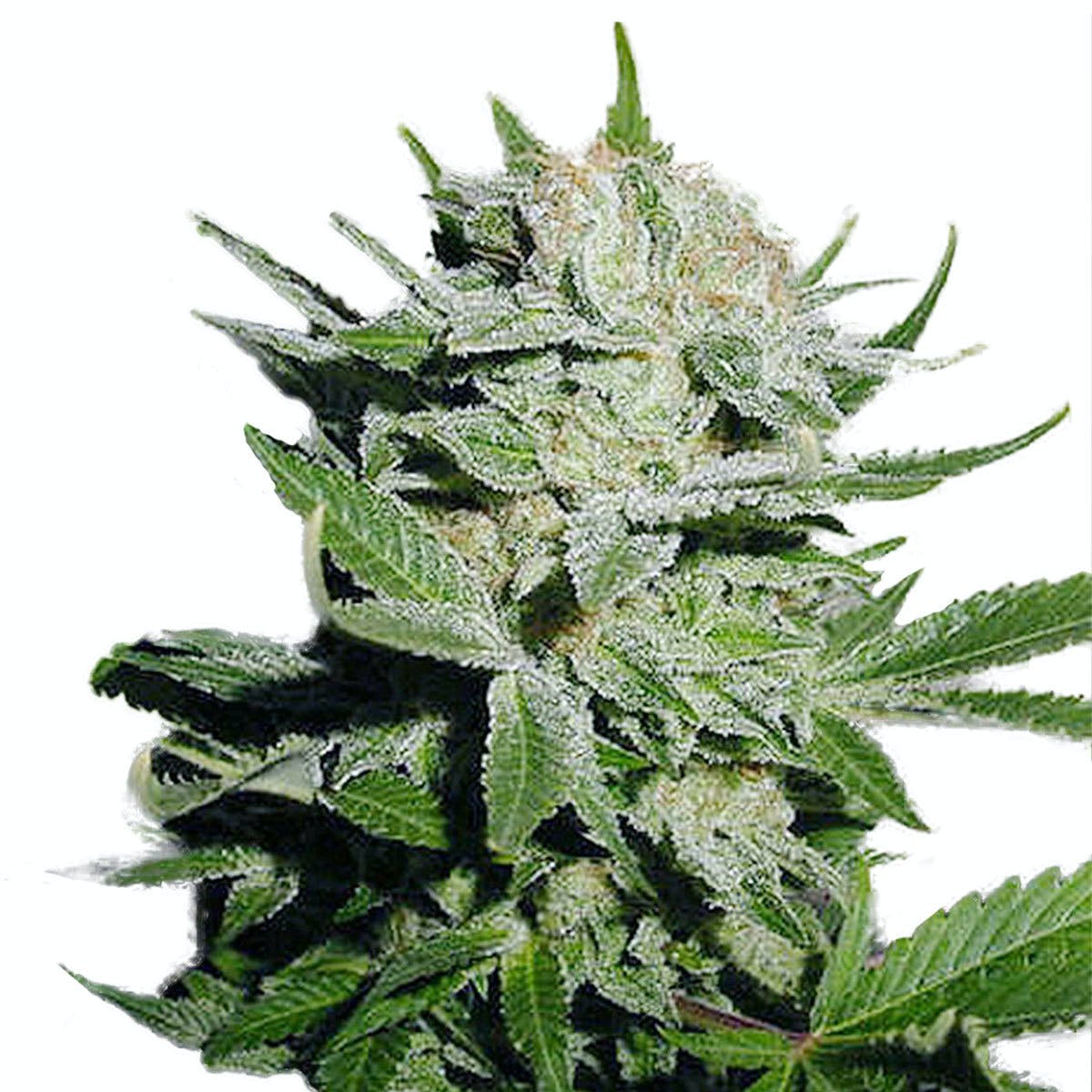 Heavy Duty Fruity