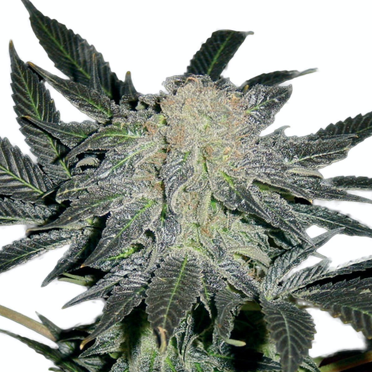Mendocino Madness