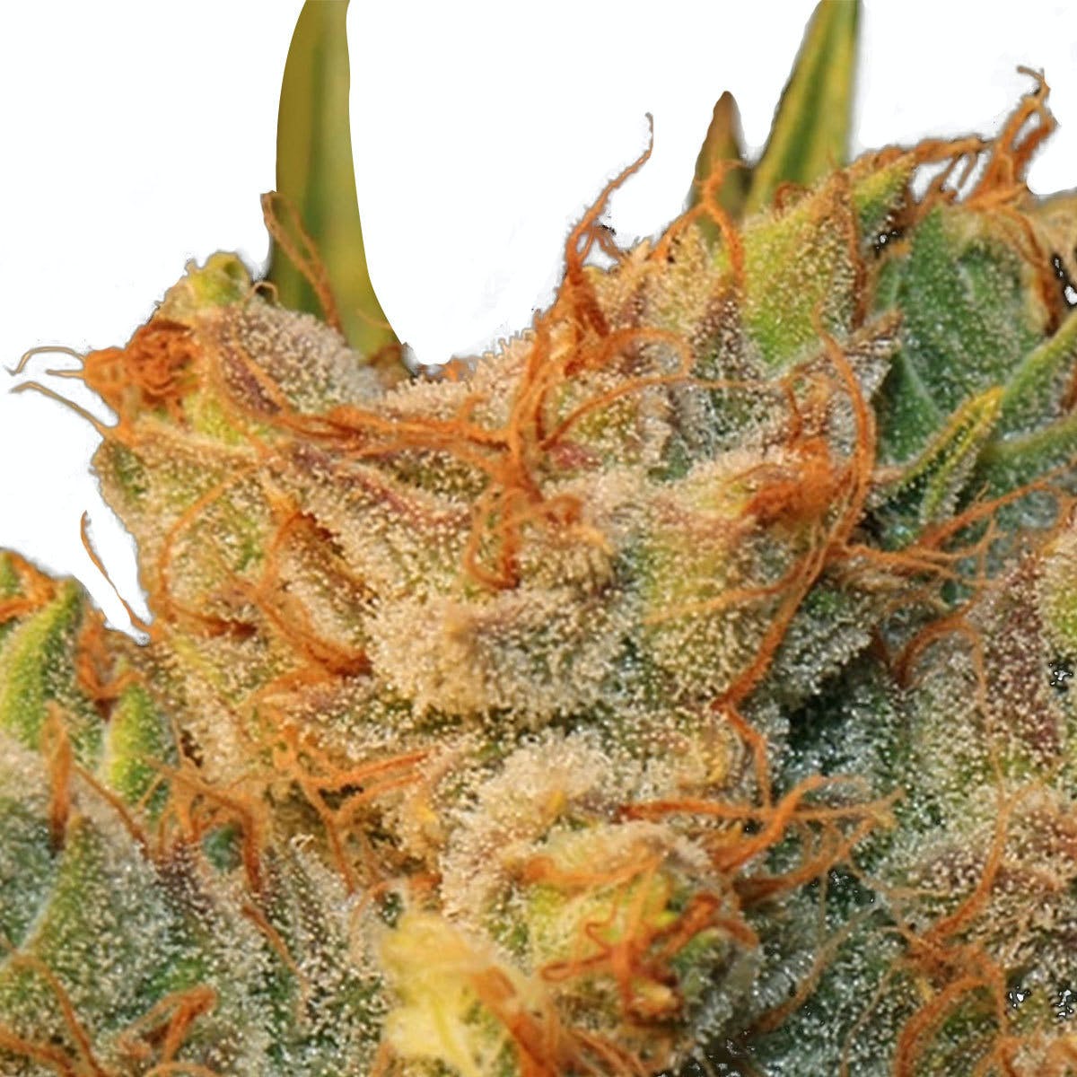 MK-Ultra Kush X Bubble