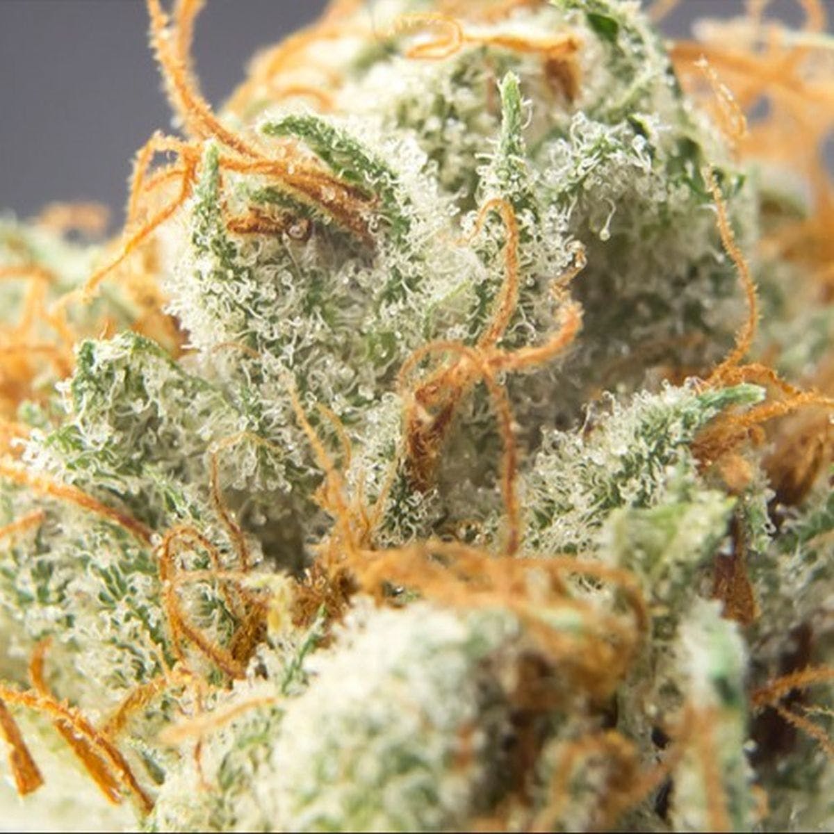 CBD Cherry Kush