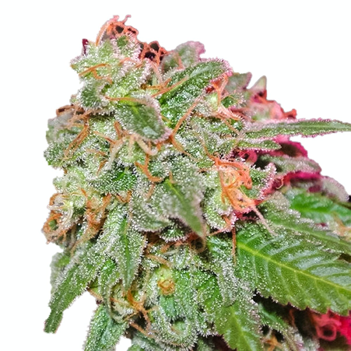 Appleberry