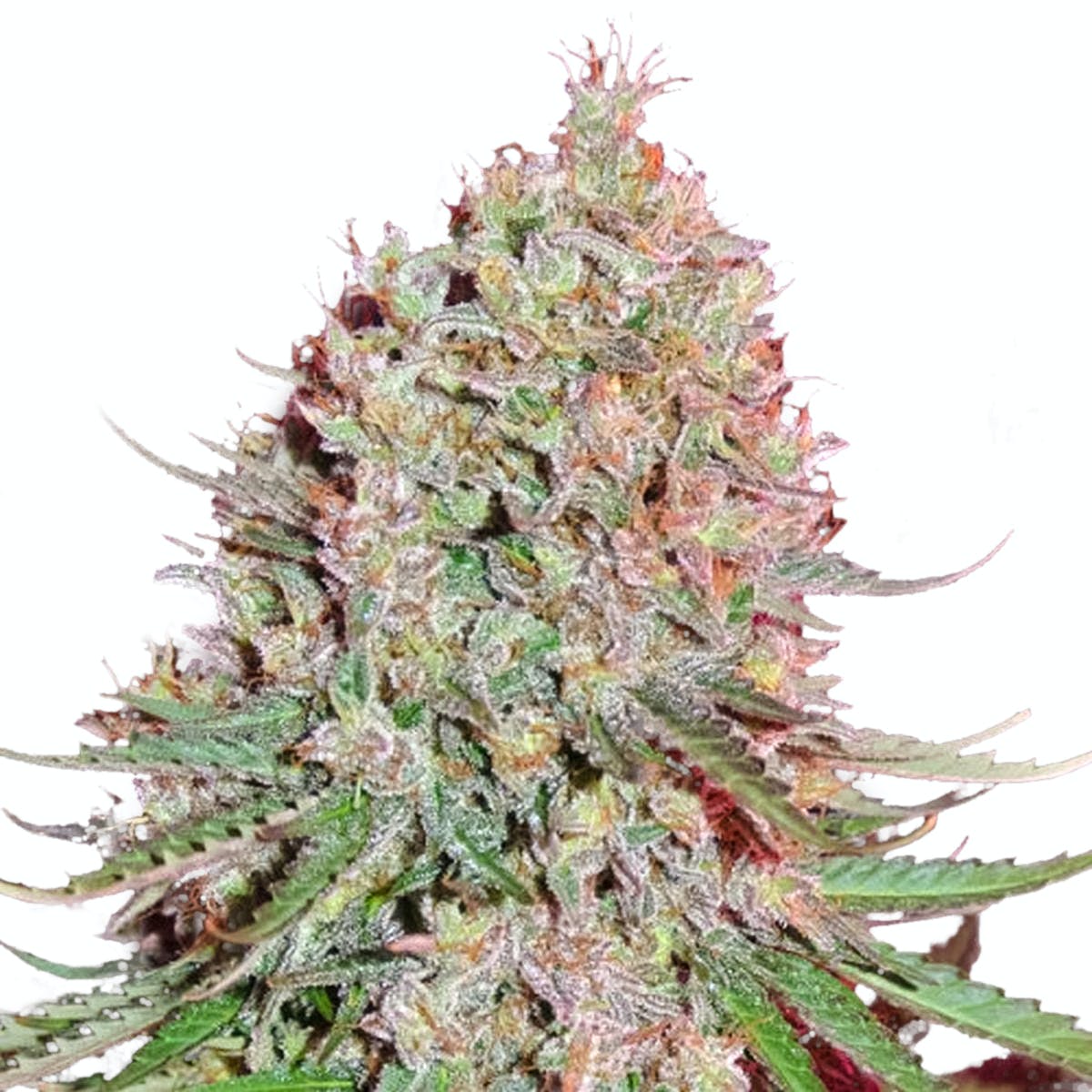 Blue Nitro Haze