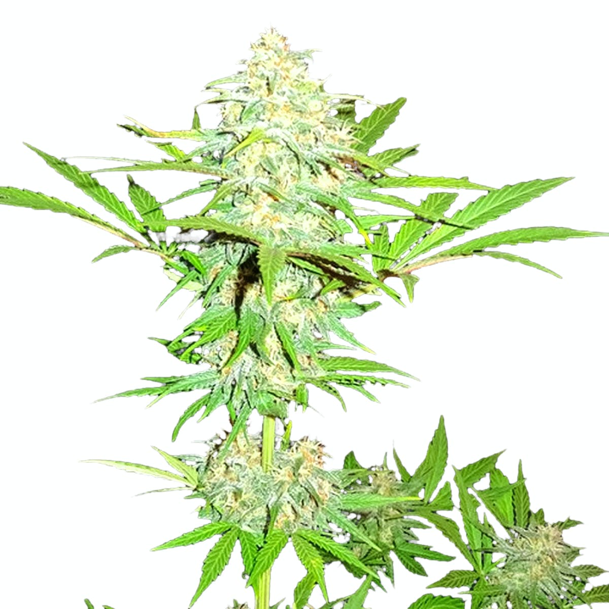 Cali Gangsta Kush
