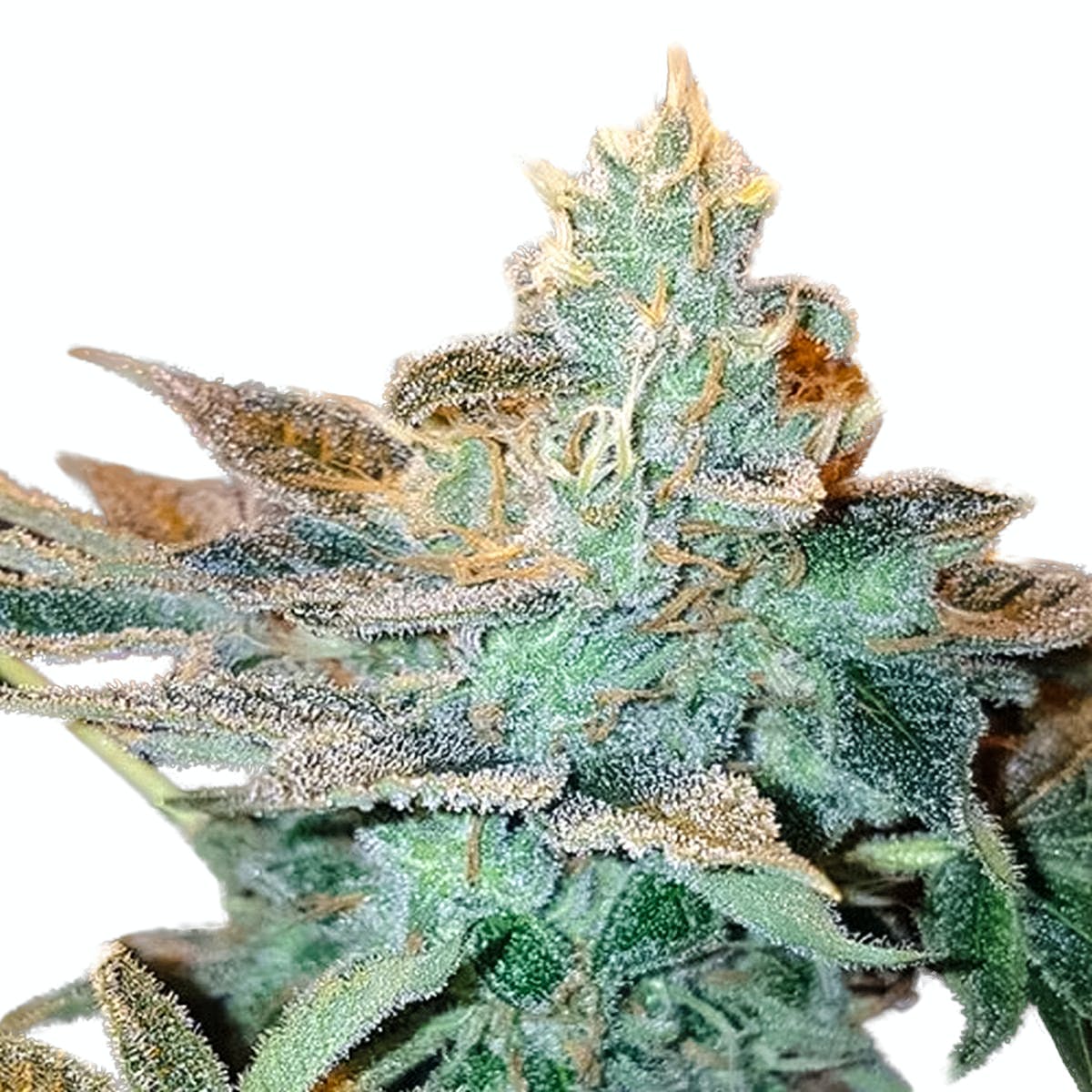 CBD Kong's Kush