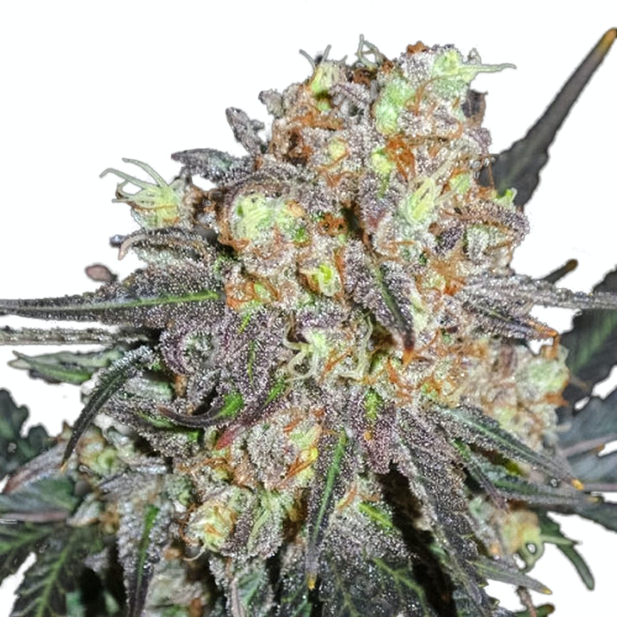 Critical Chronic