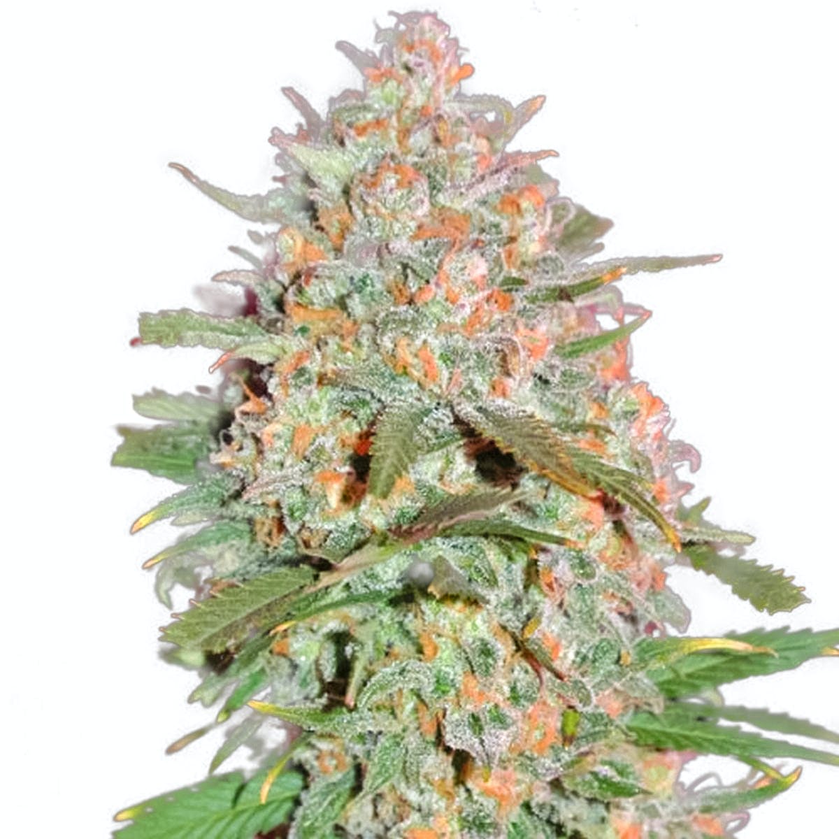 Goji Haze