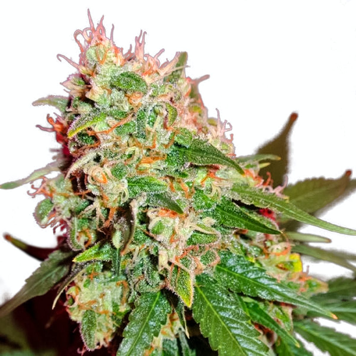 Green Mango