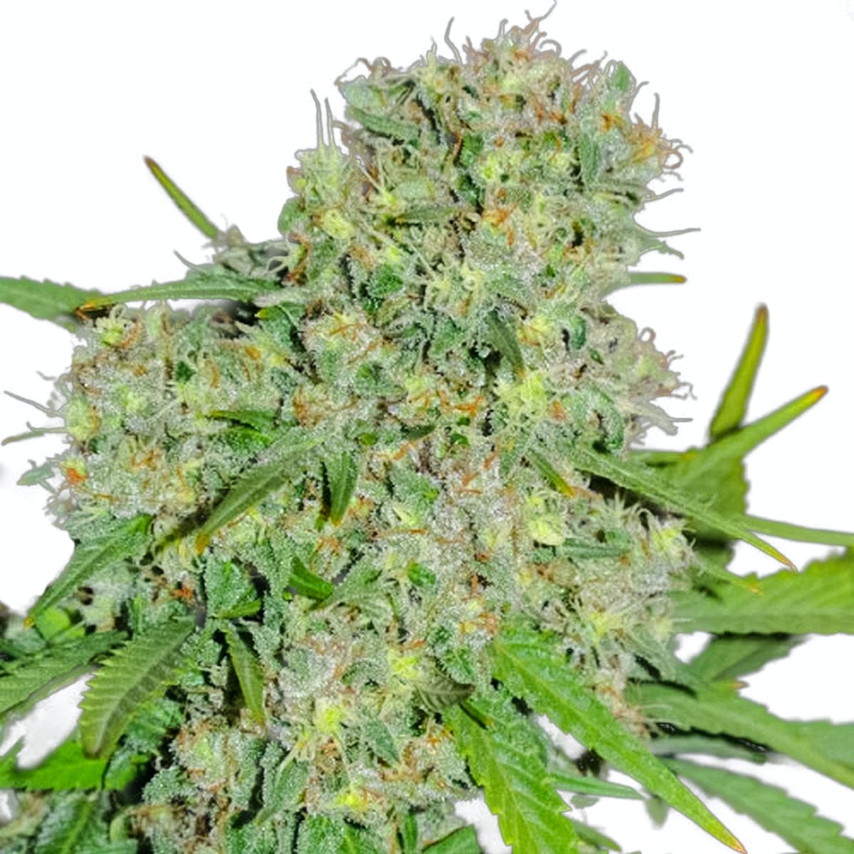 Honey Rock