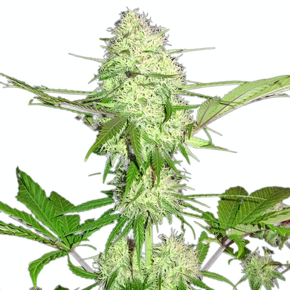 Silver Buddha Haze
