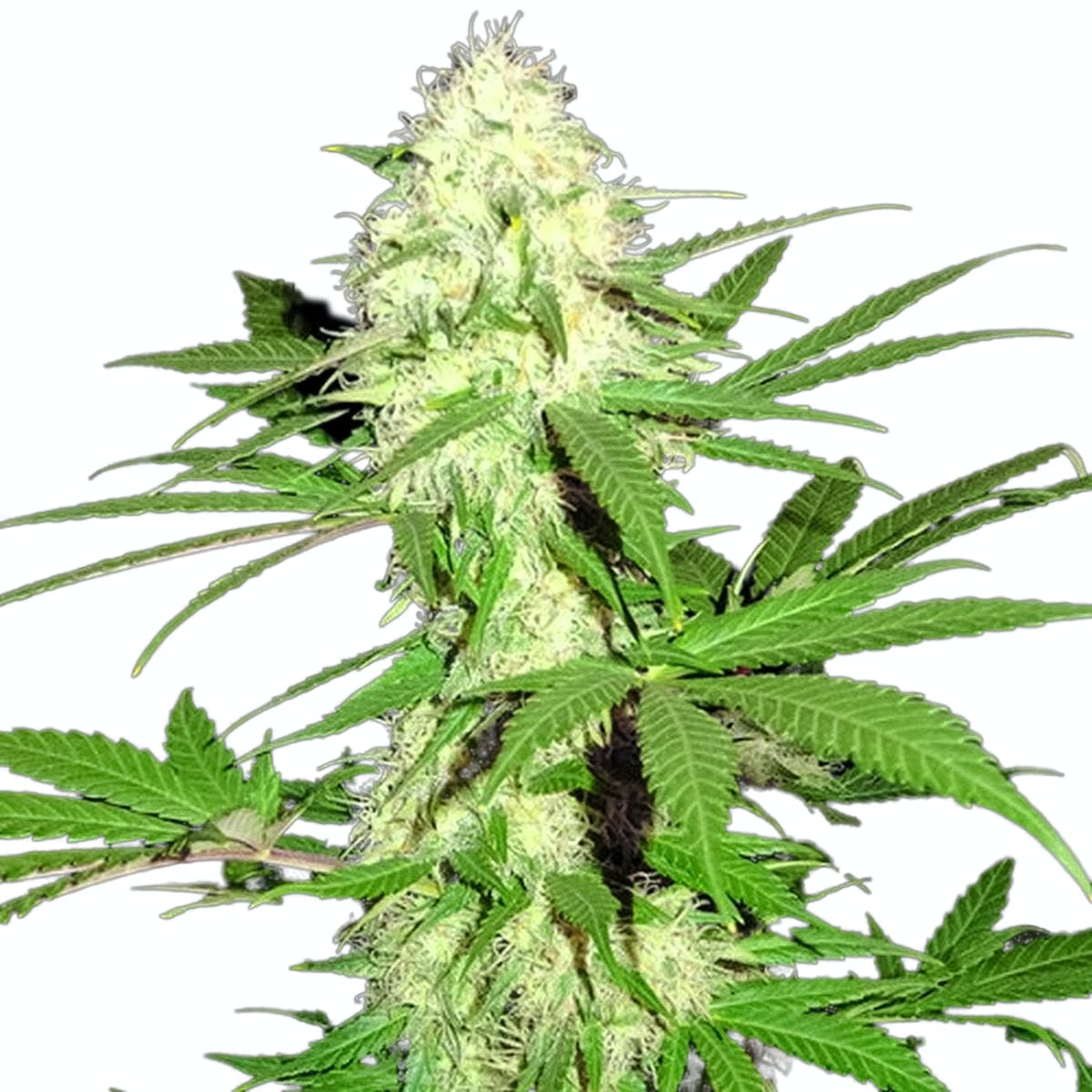 Sumo's Big Bud