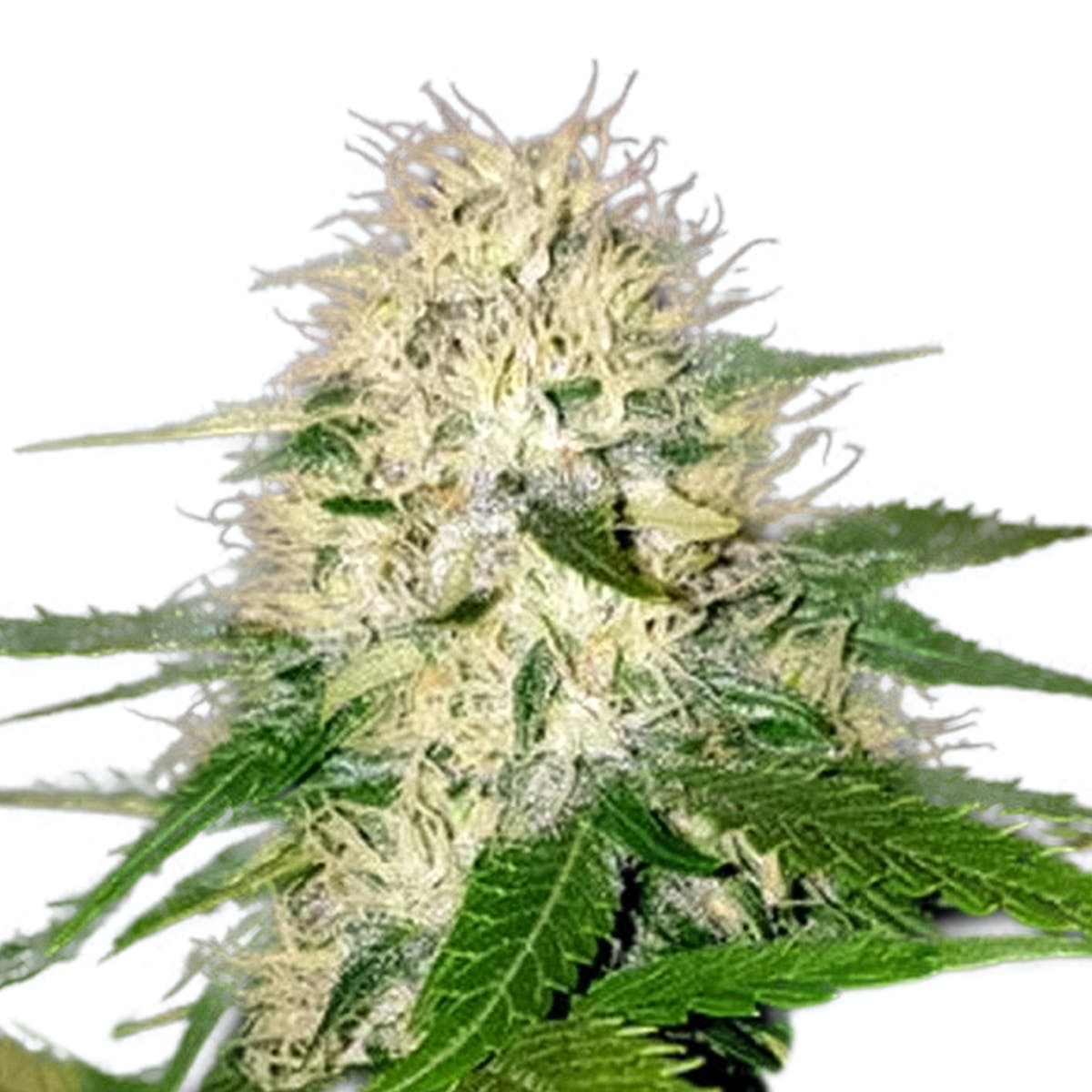 Sumo's OG Kush