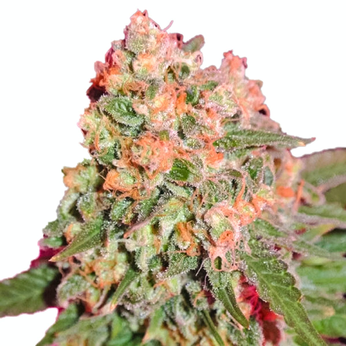 Sweet Harlem Diesel