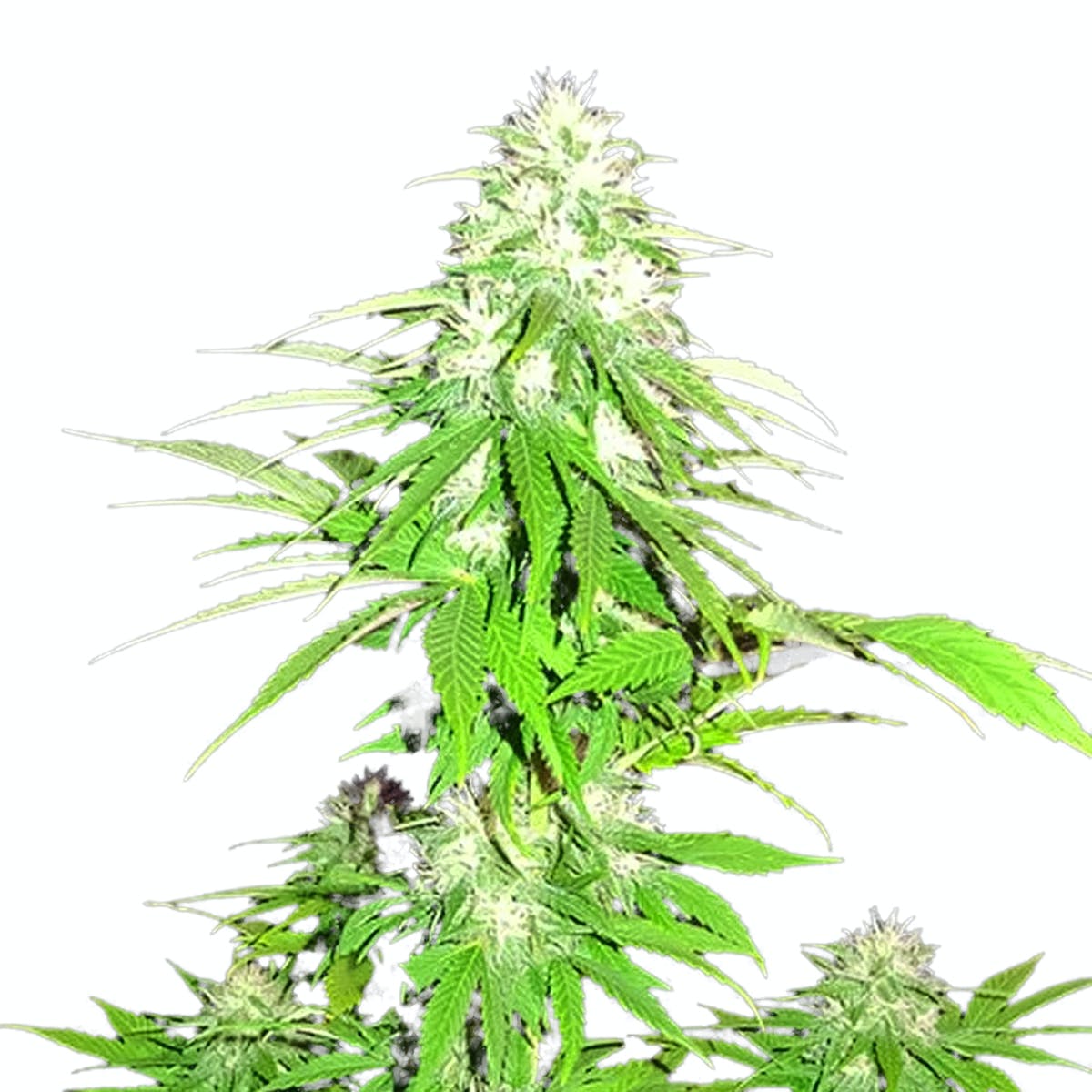 Zombie Haze