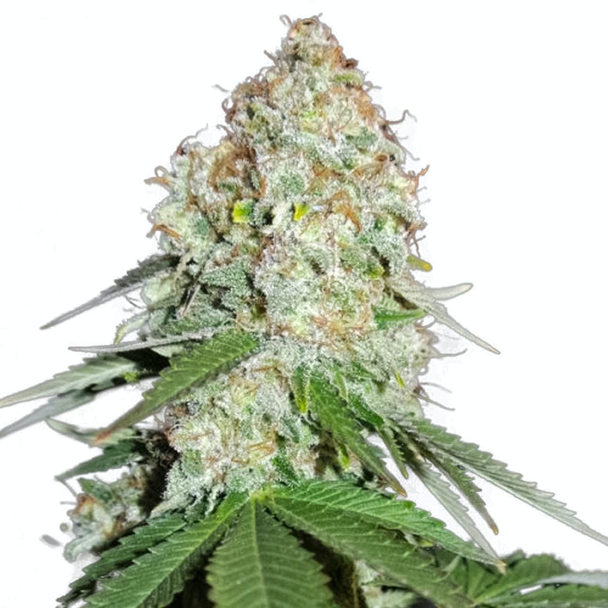 White Widow Original