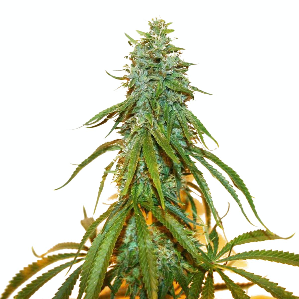 Chocolate Thainapple