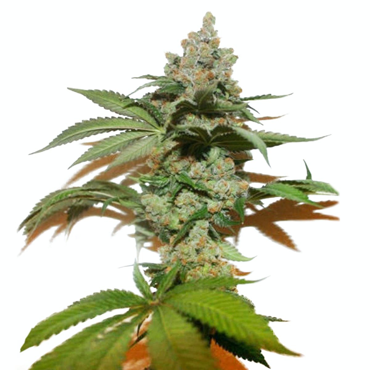 Grape Gas