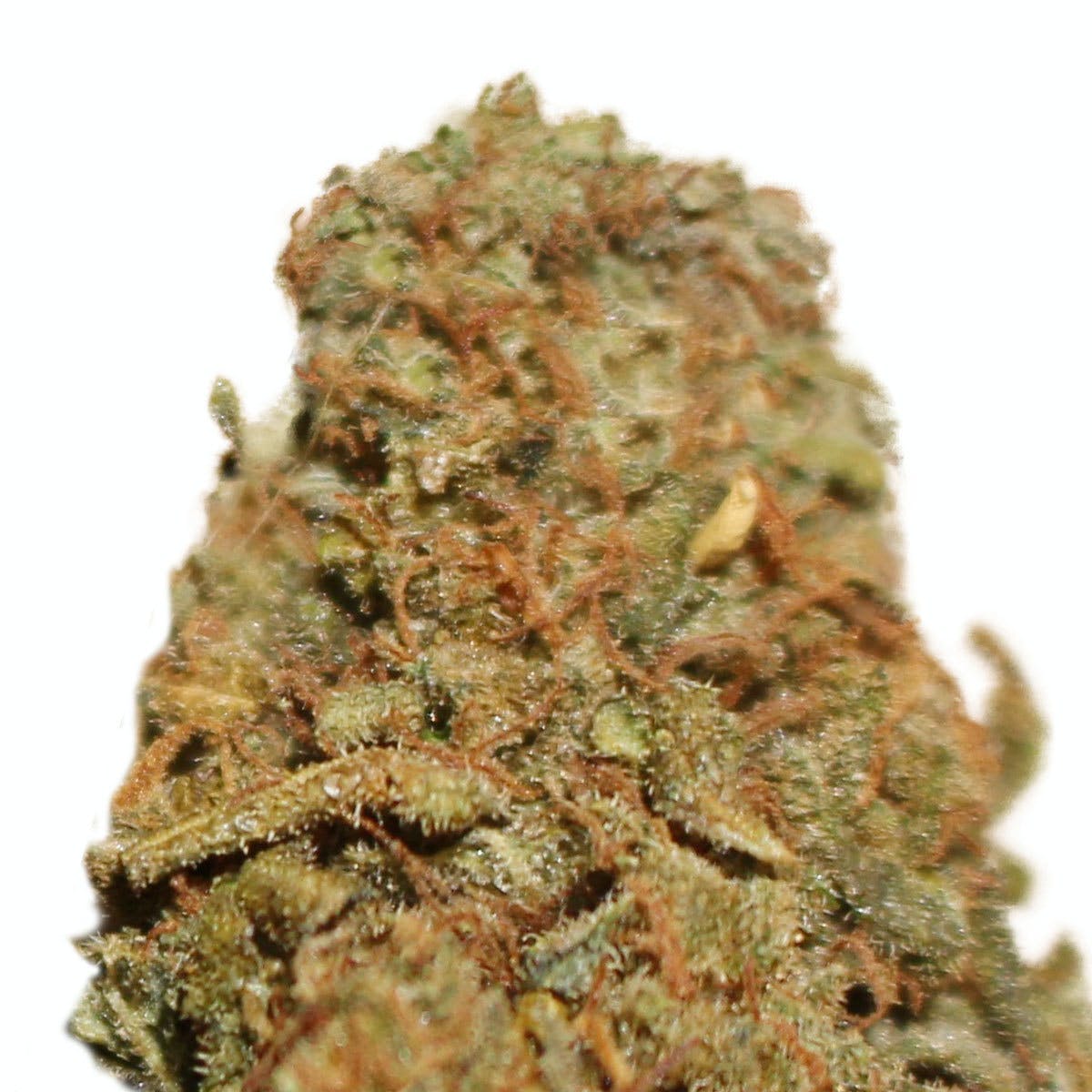 Orange Kush
