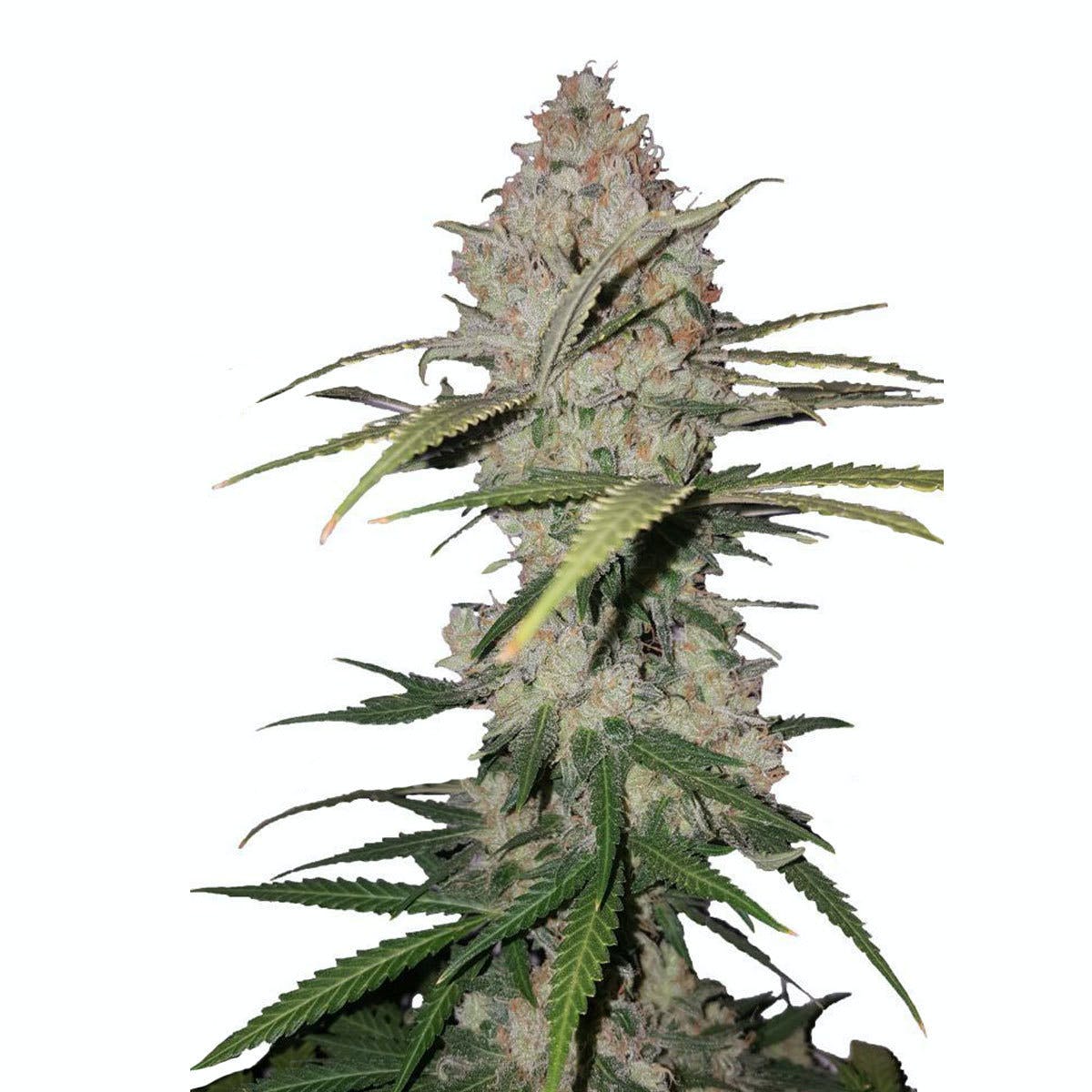 Skunk