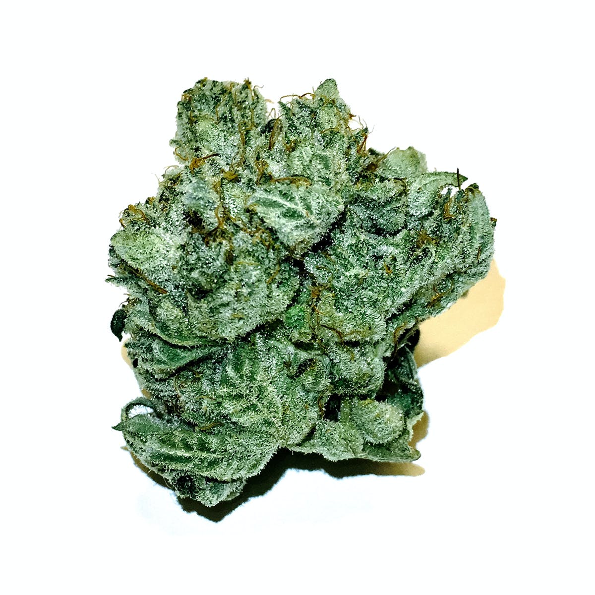 Yoda OG