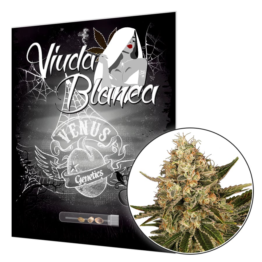 Viuda Blanca