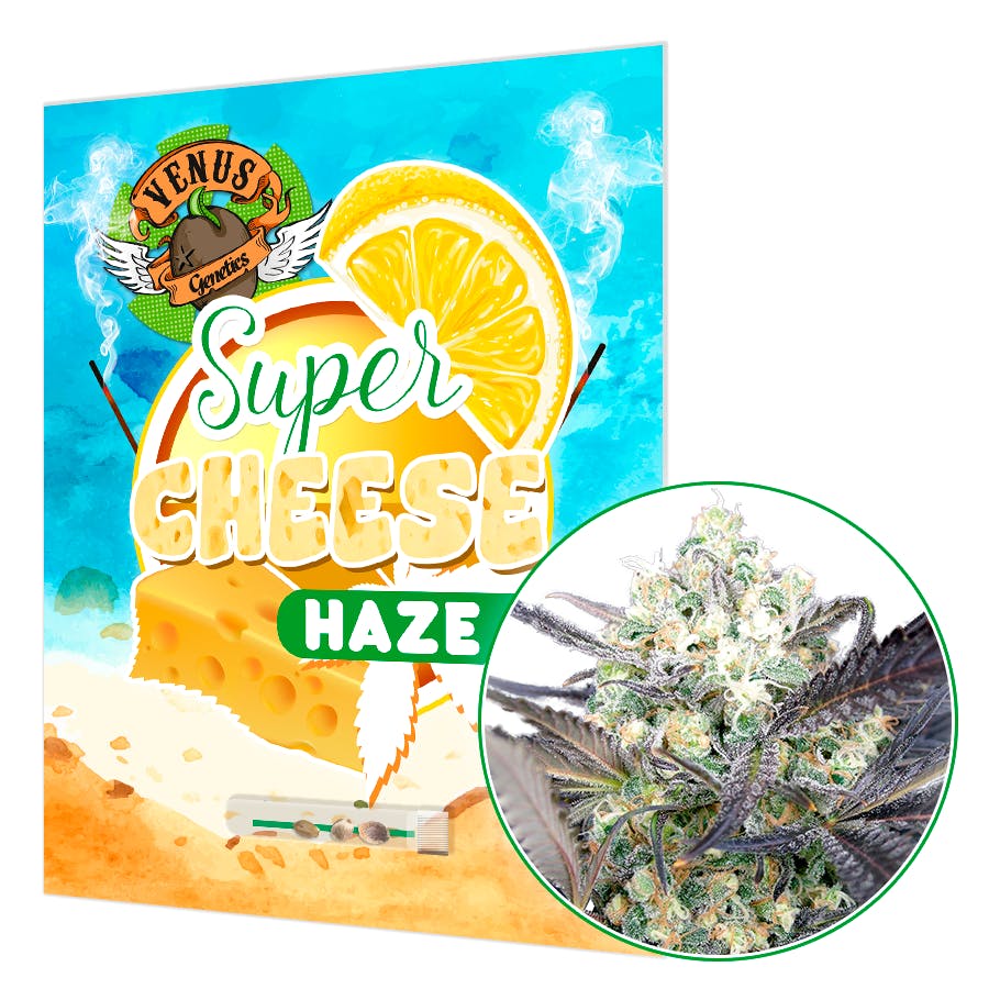Super Cheese Haze