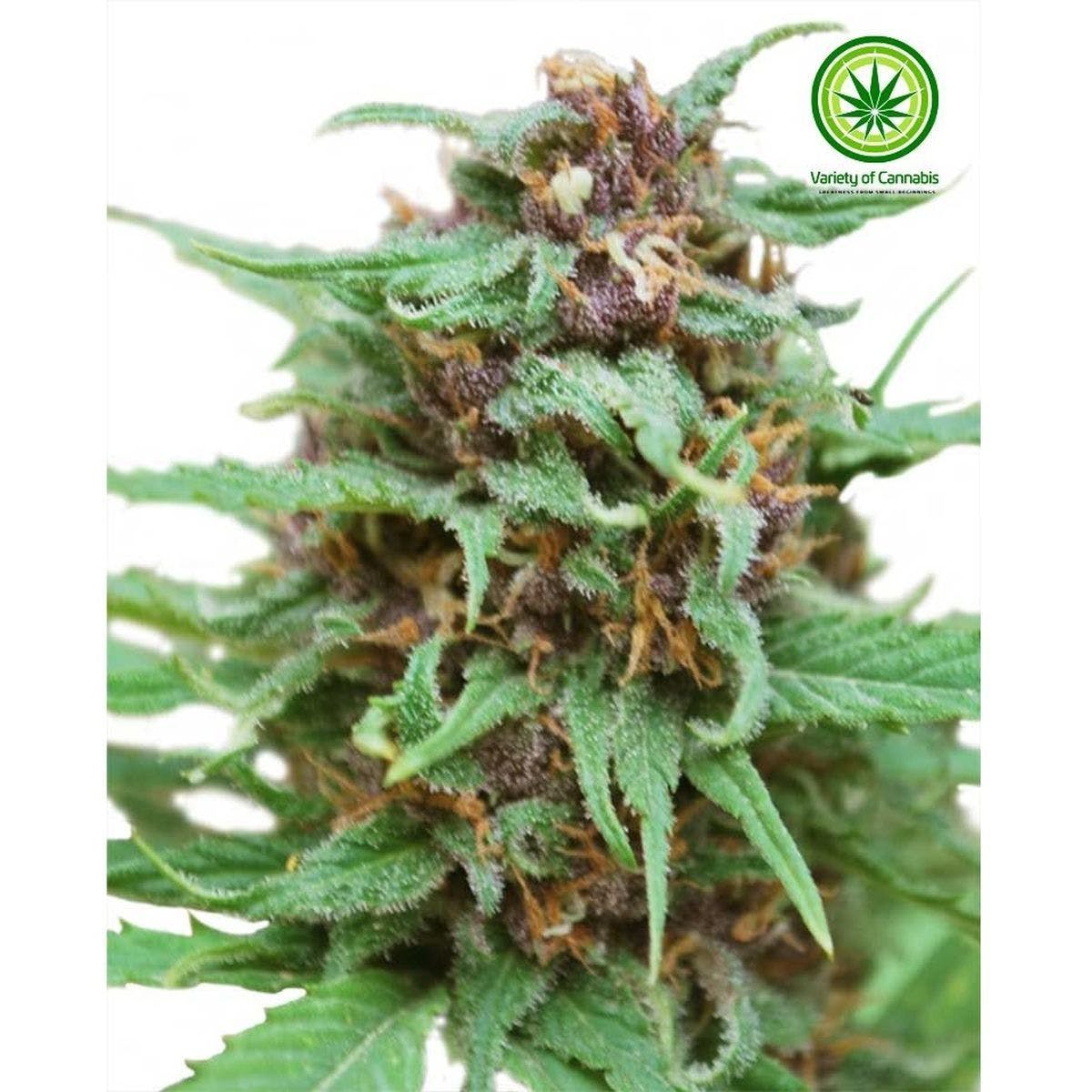 Zamdelica Variety
