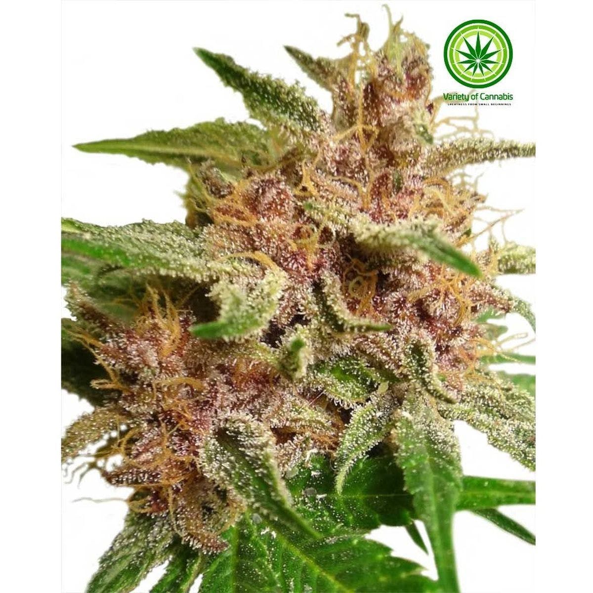Violeta Variety