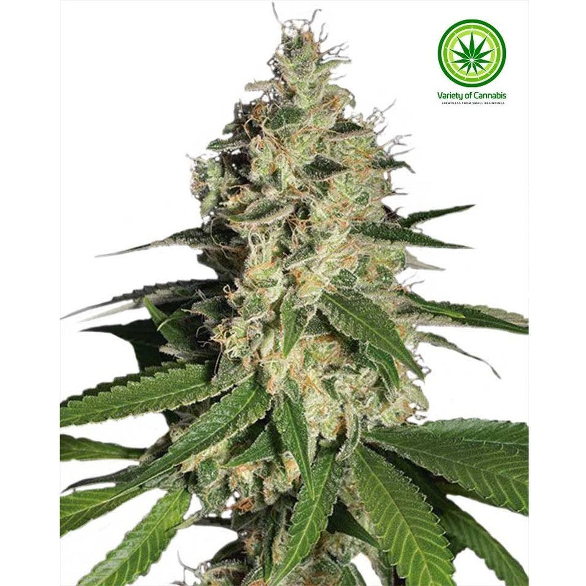 Raspberry Diesel Variety