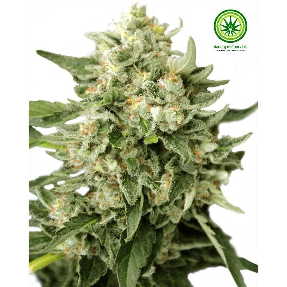 Pineapple Skunk Variety