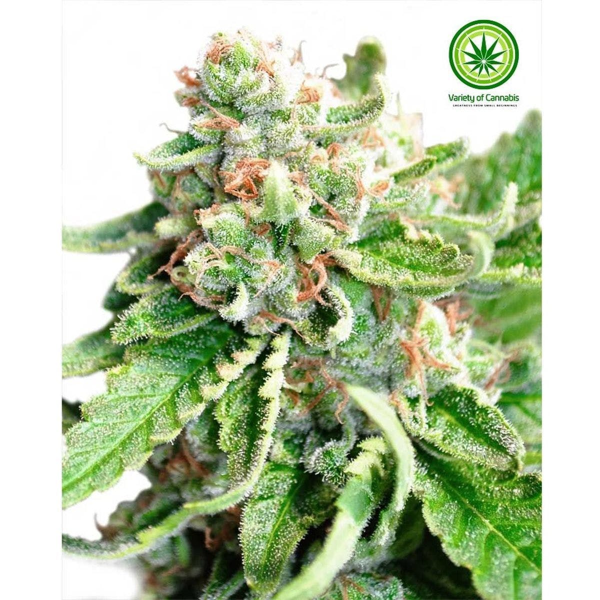 Lost Coast O.G. Variety